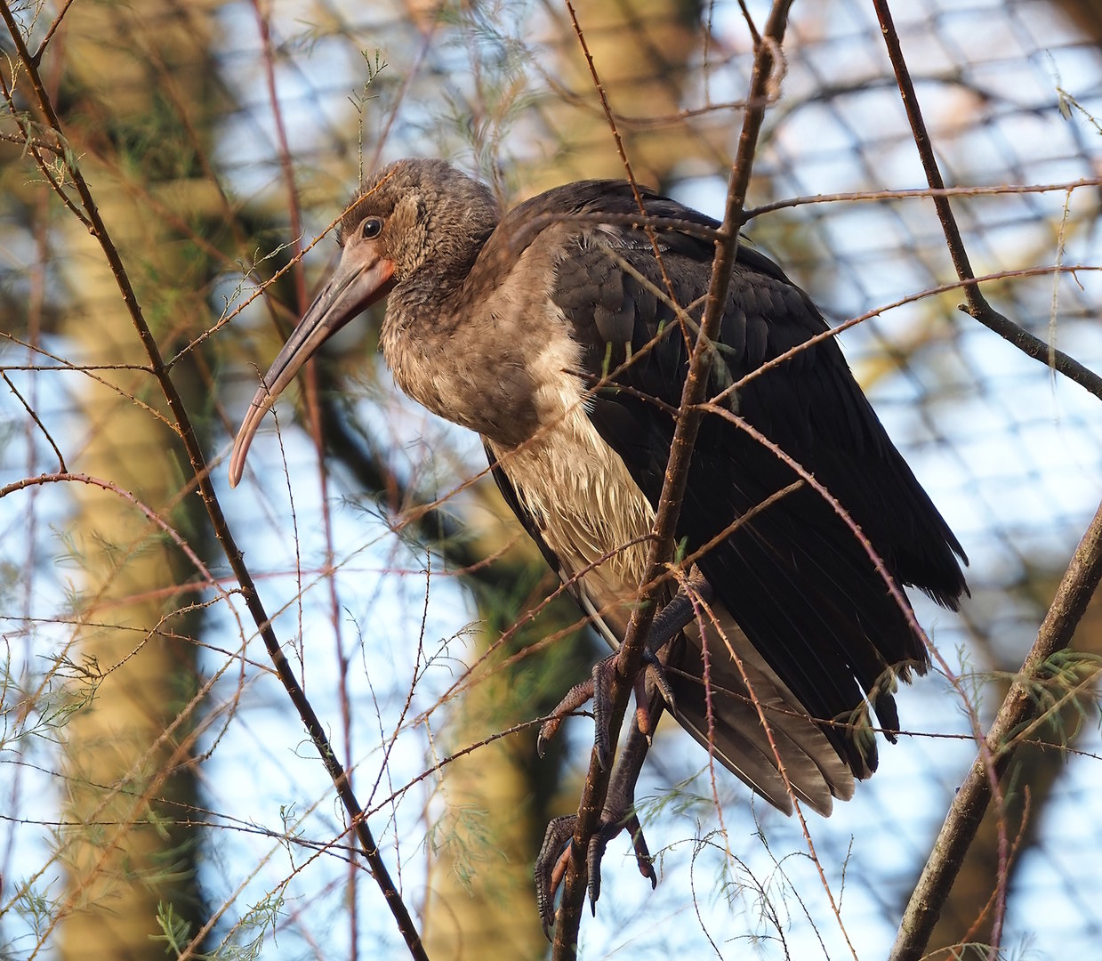 Juvenile Scarlet ibis (Eudocimus ruber), 2022-12-27