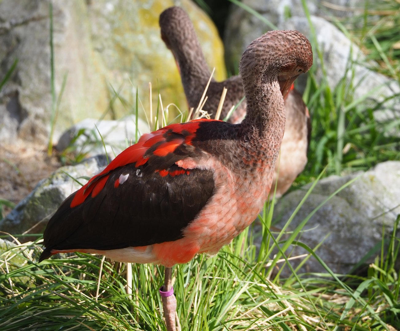 Juvenile Scarlet ibis (Eudocimus ruber), 2023-03-28