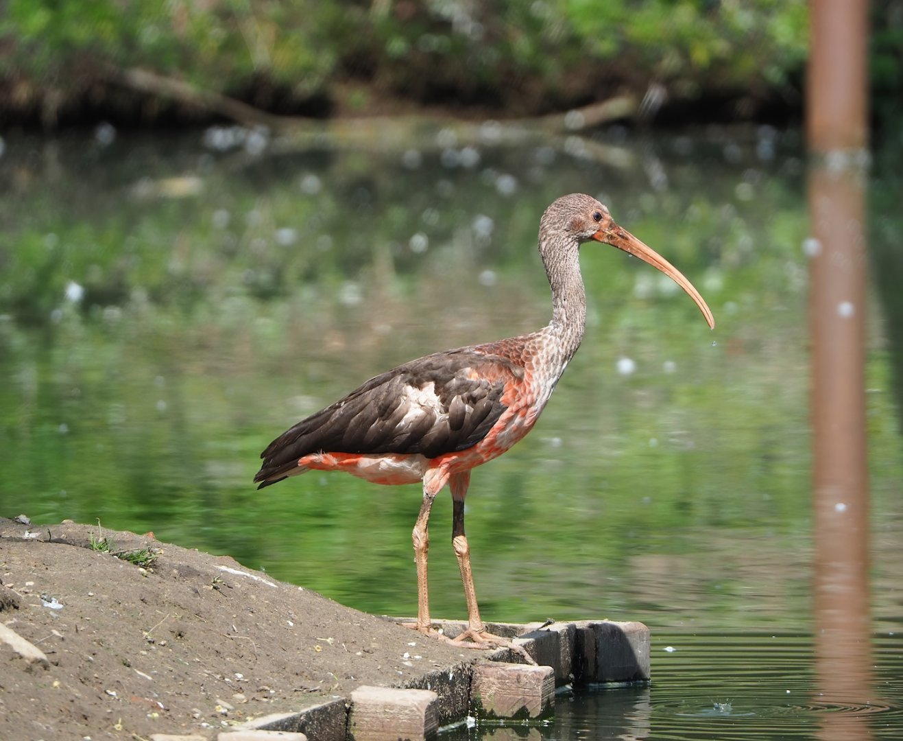 Juvenile Scarlet ibis (Eudocimus ruber), 2023-04-30