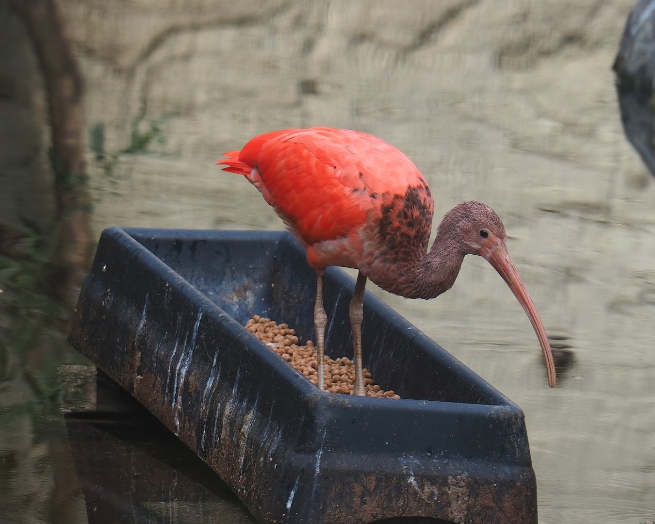 Juvenile Scarlet ibis (Eudocimus ruber), 2023-08-17