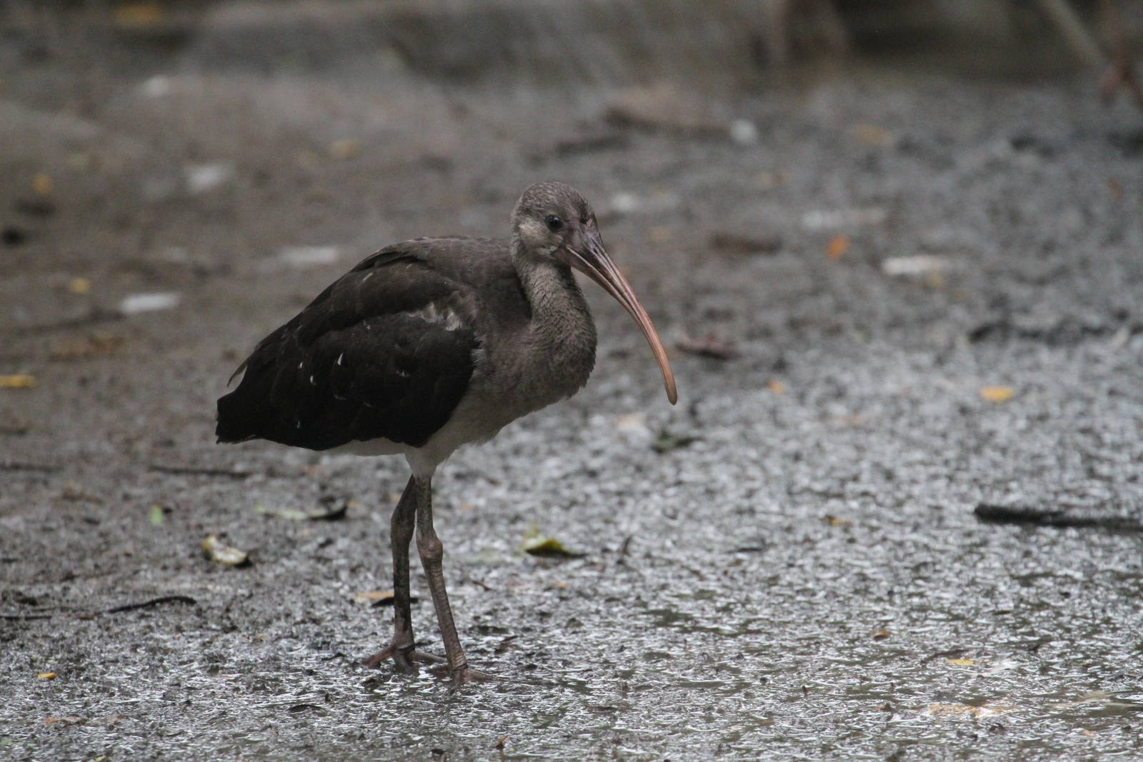 Juvenile Scarlet Ibis?