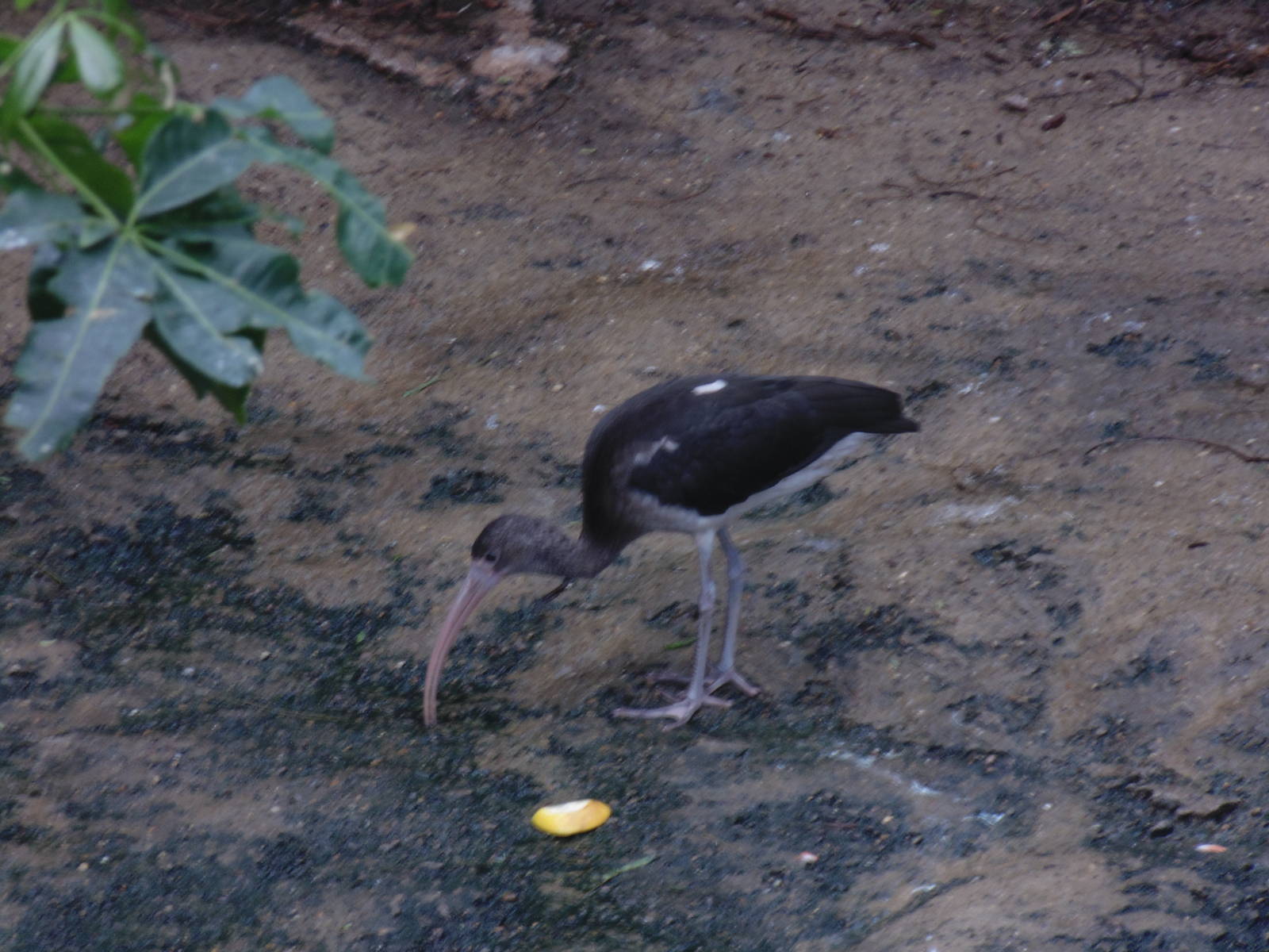 Juvenile Scarlet Ibis