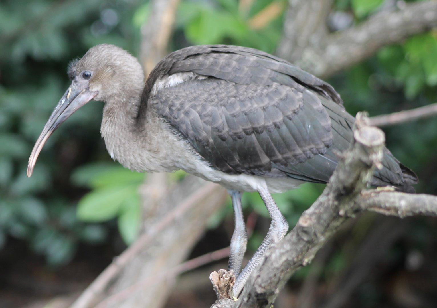 Juvenile Scarlet ibis