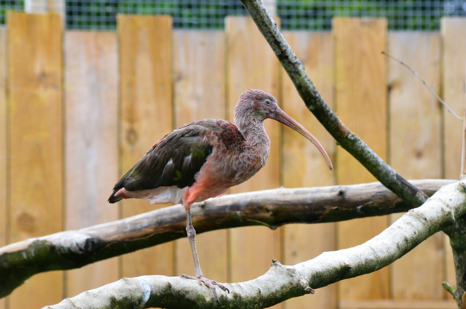 Juvenile scarlet ibis