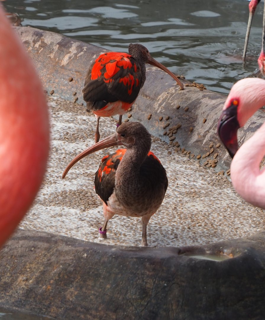 Juvenile Scarlet ibises (Eudocimus ruber), 2023-03-28