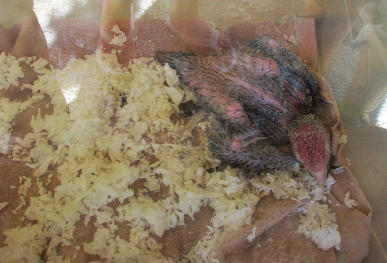 JUVENILE SCARLET MACAW