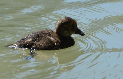 Juvenile scaup