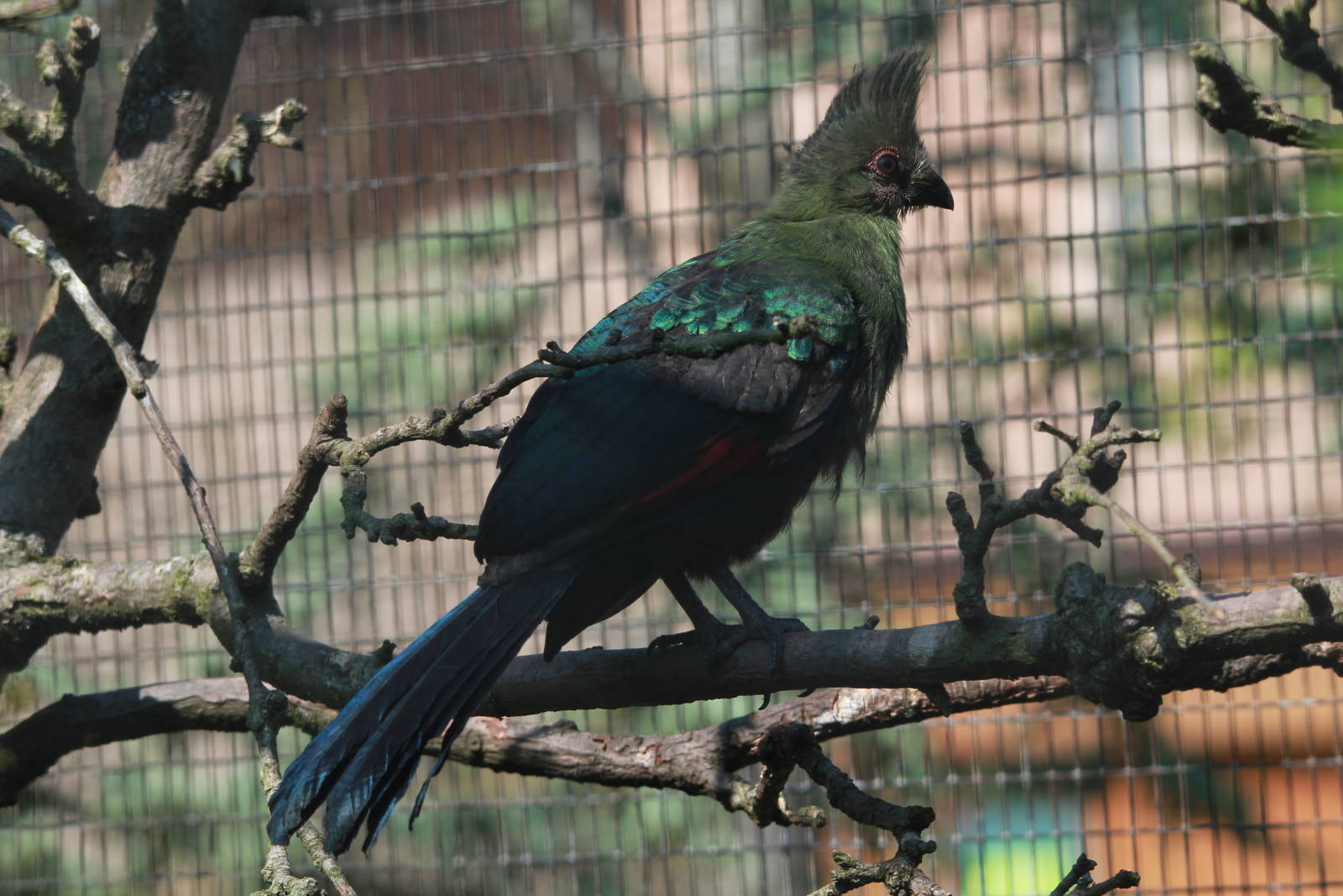 Juvenile Schalow's Turaco