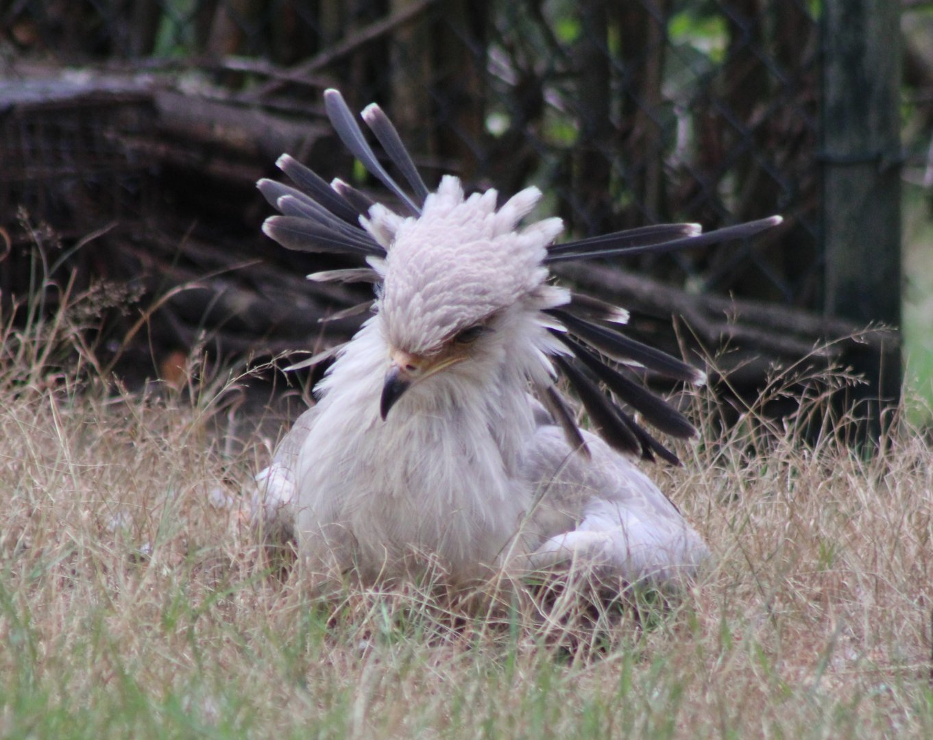 Juvenile Secretary bird -2020