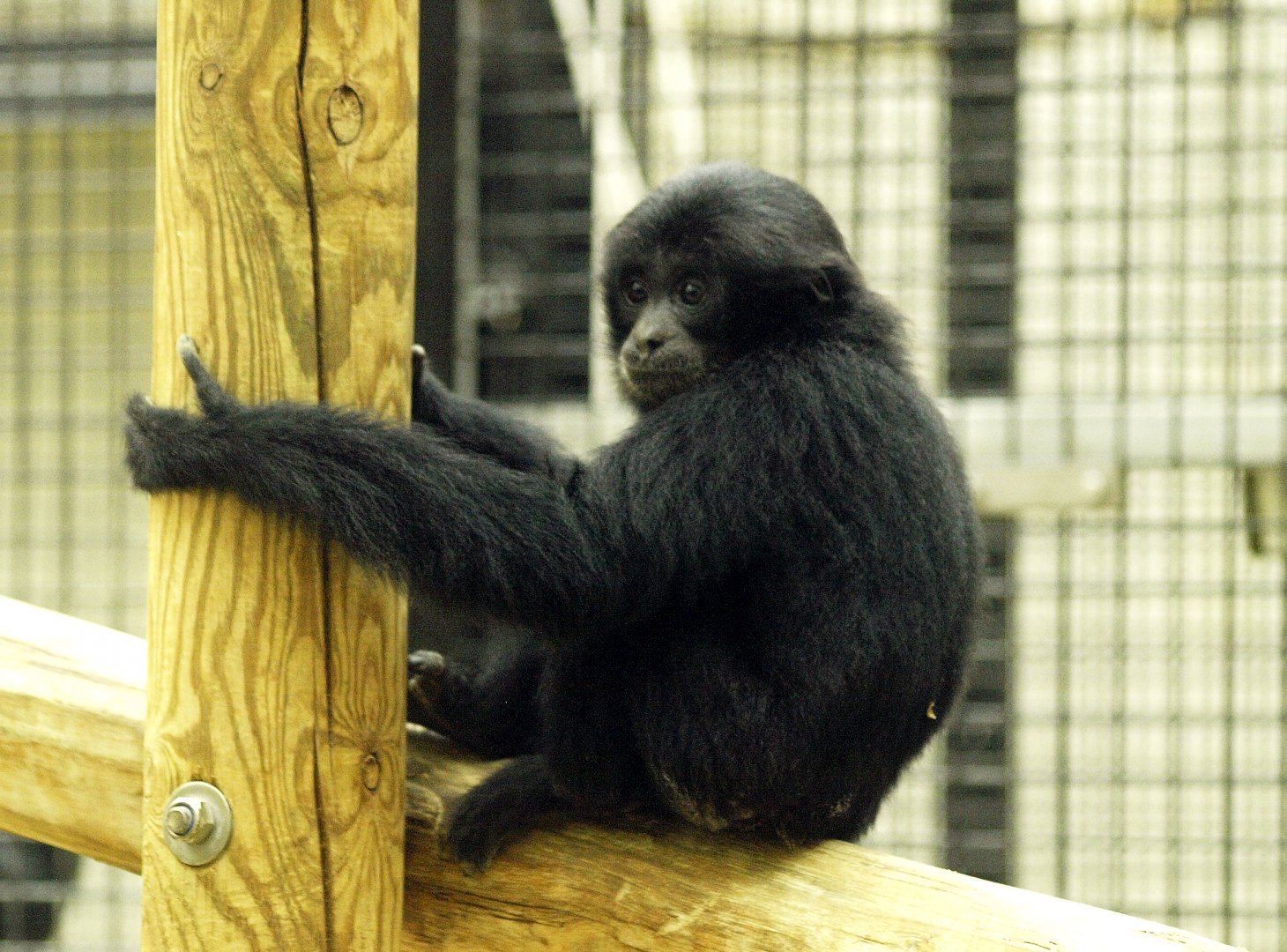 Juvenile siamang