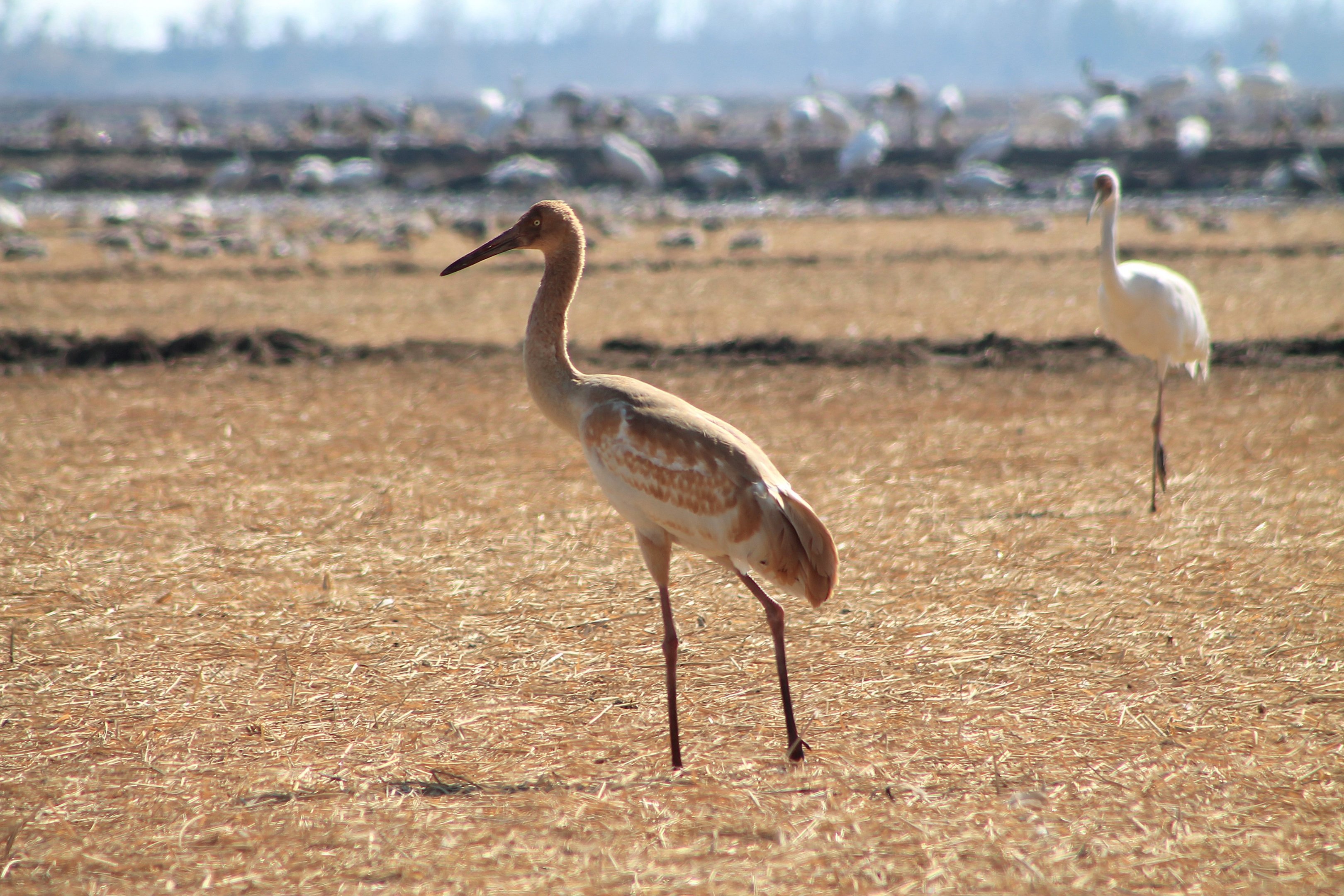 Juvenile Siberian Crane (Grus leucogeranus)
