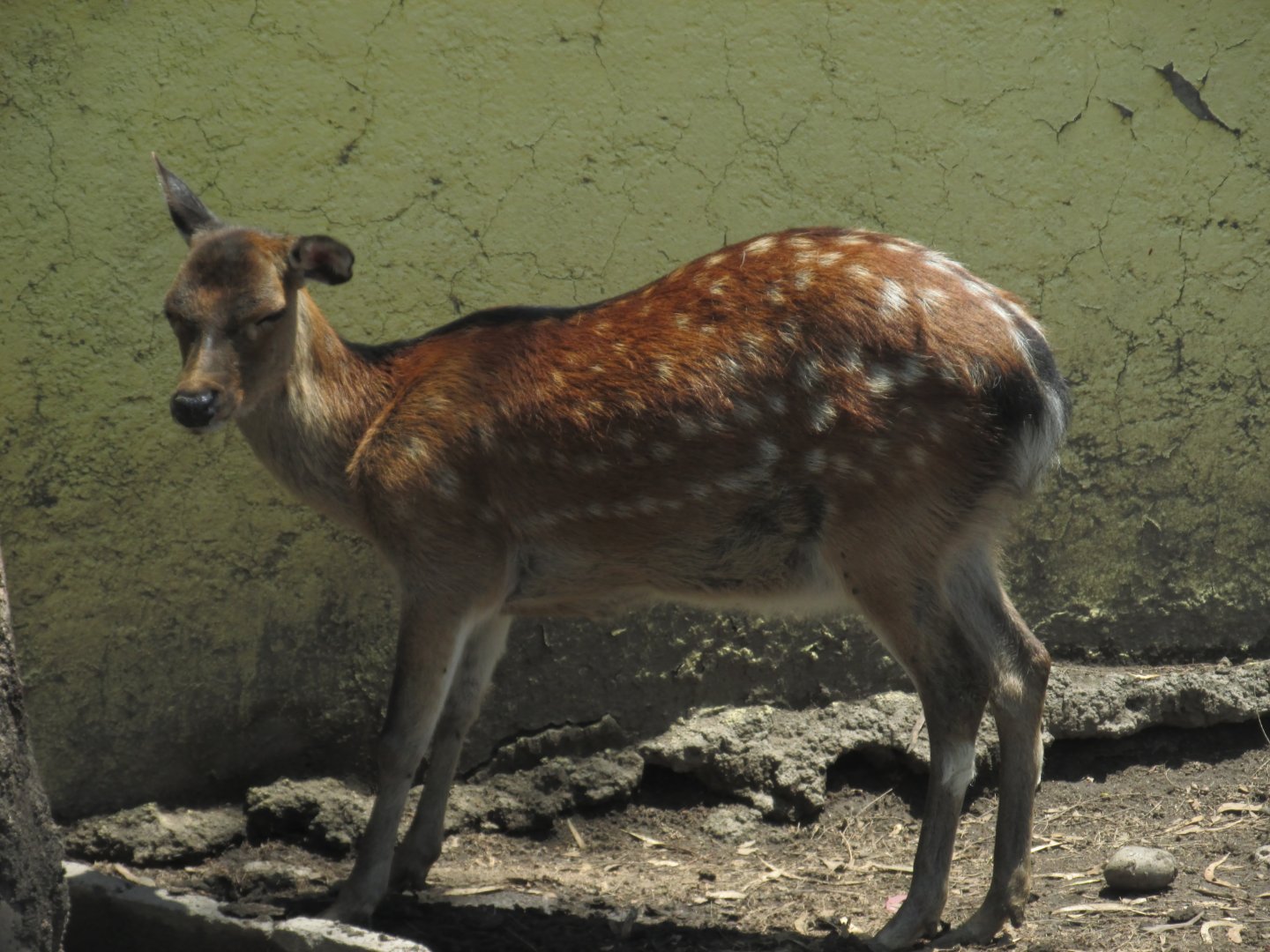 Juvenile sika deer