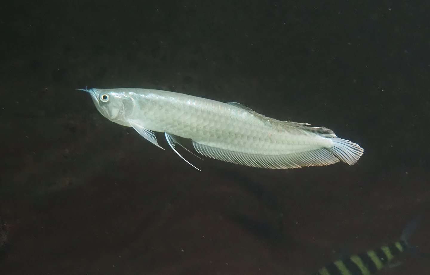 Juvenile Silver arowana (Osteoglossum bicirrhosum), 2025-03-16