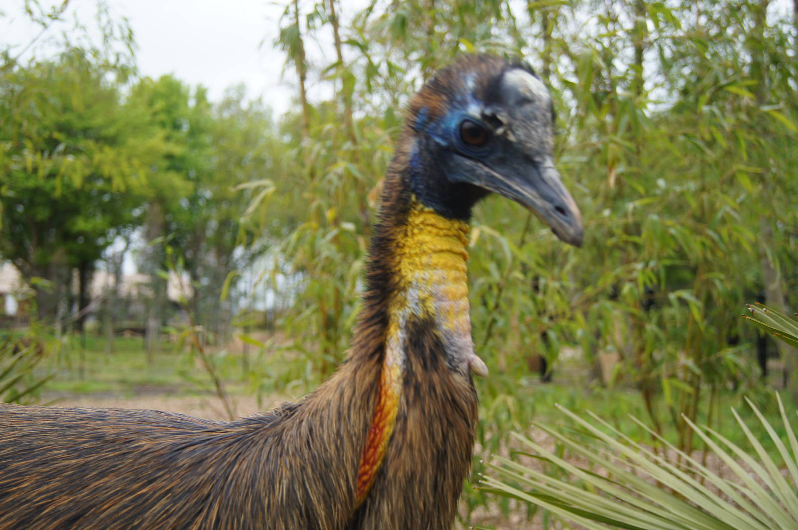 Juvenile single wattled cassowary