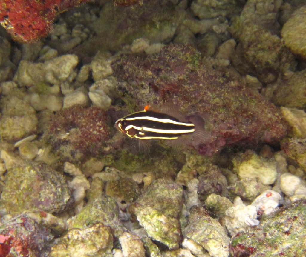 Juvenile Six-lined Soapfish?