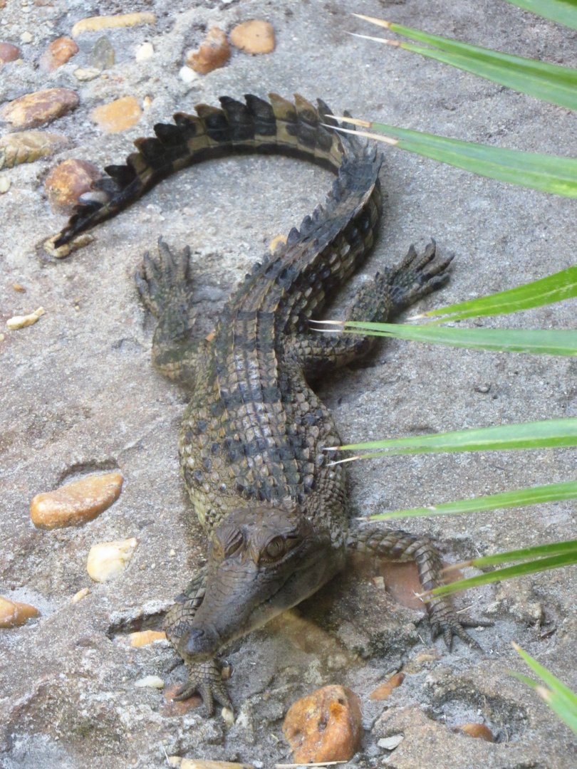 Juvenile Slender-Snouted Crocodile