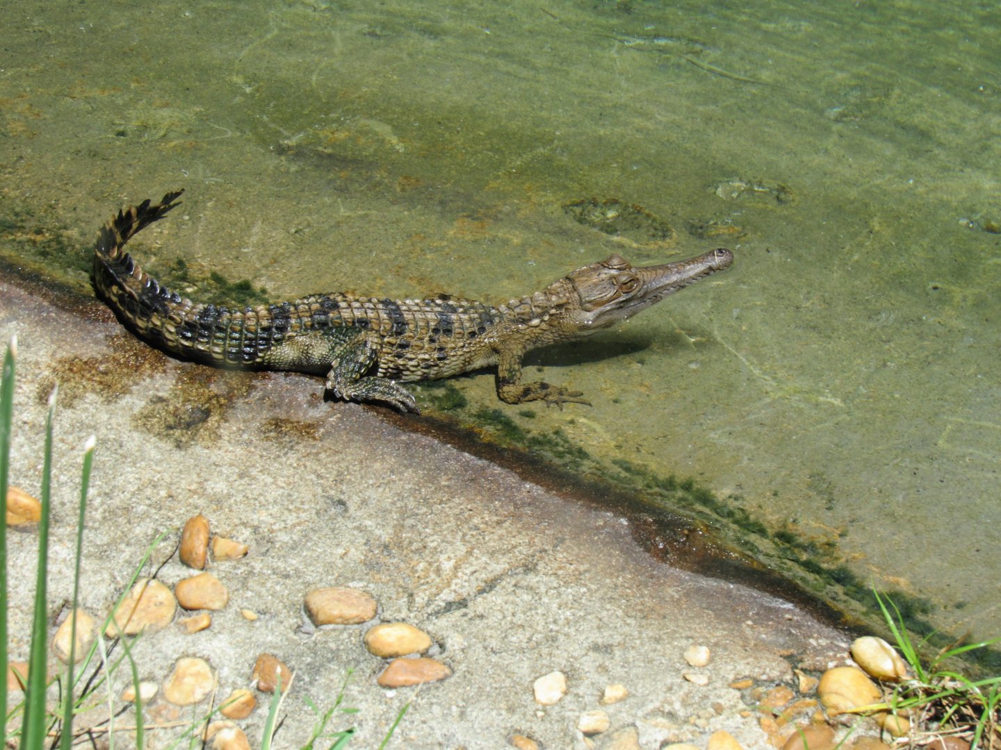 Juvenile slender-snouted crocodile