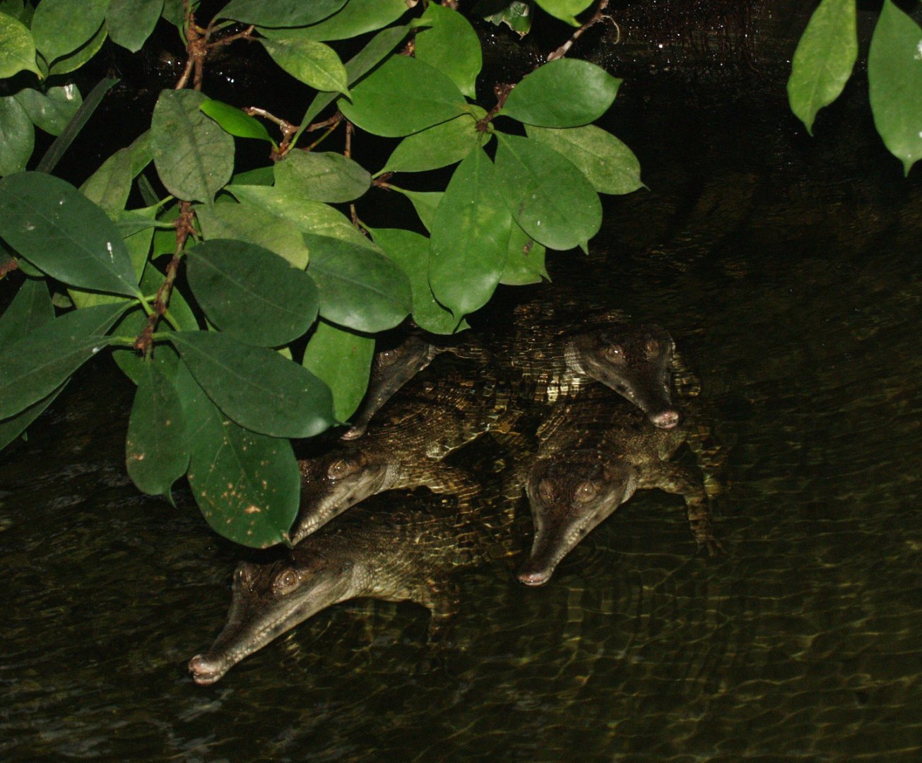 Juvenile slender-snouted crocodiles (Mecistops cataphractus), 2008-03-01