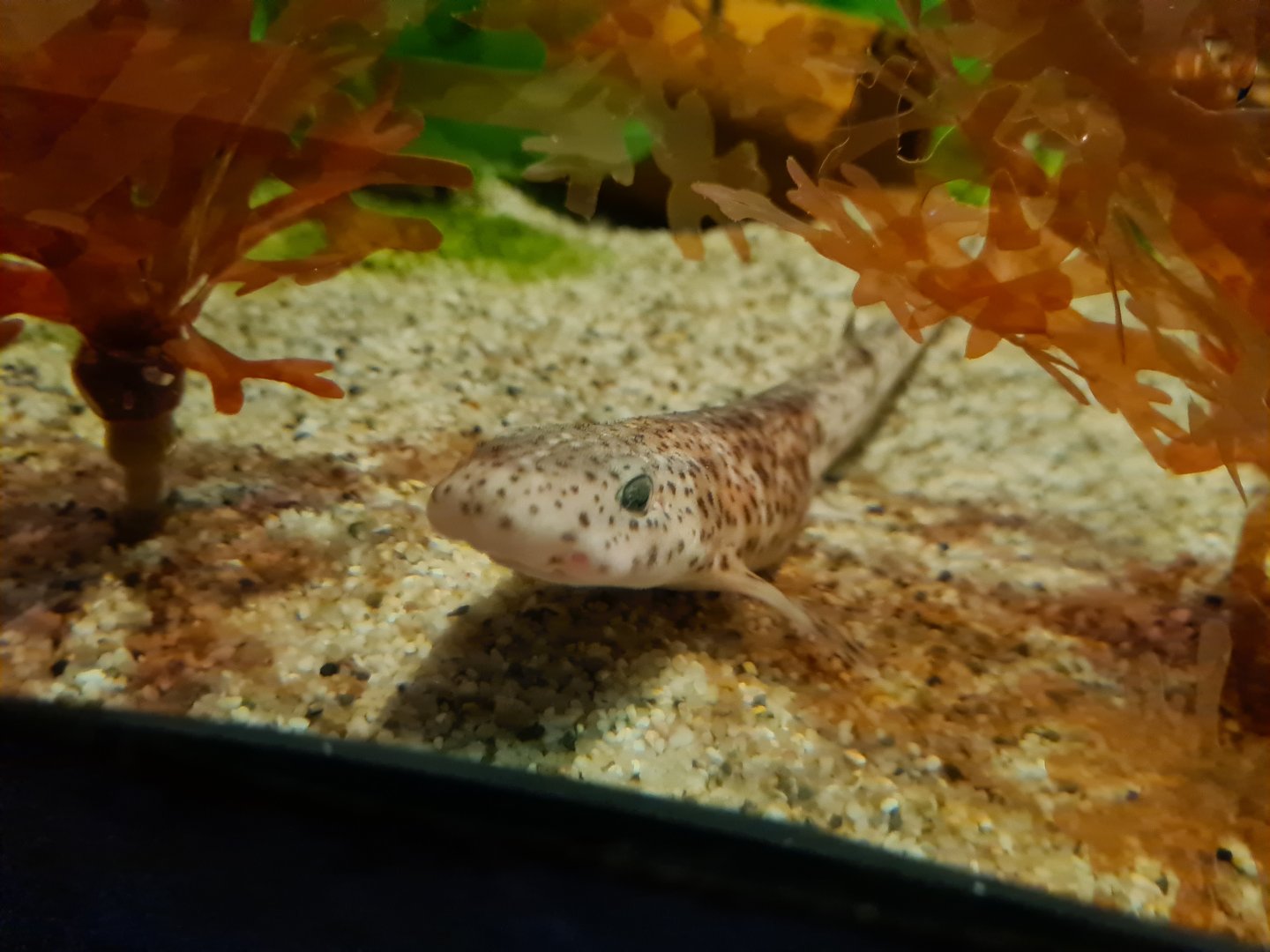 Juvenile Small-spotted catshark in Wadden tank