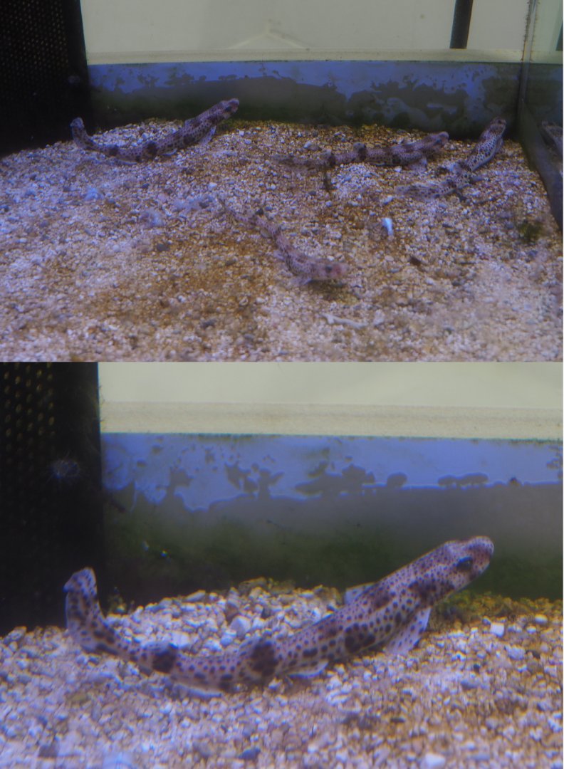 Juvenile Small-spotted catsharks (Scyliorhinus canicula), 2020-09-03