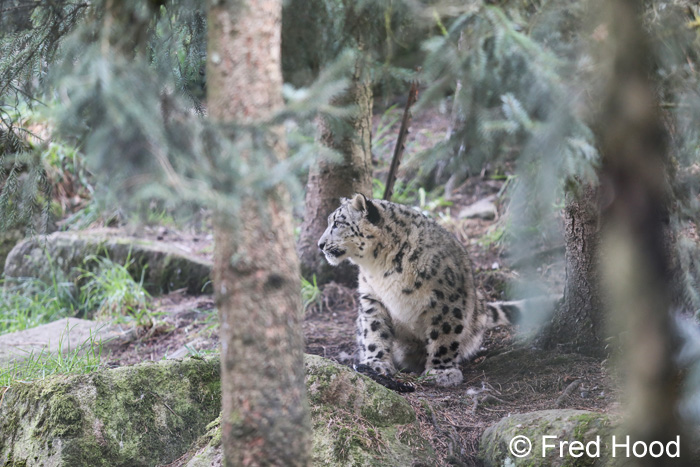 juvenile snow leopard