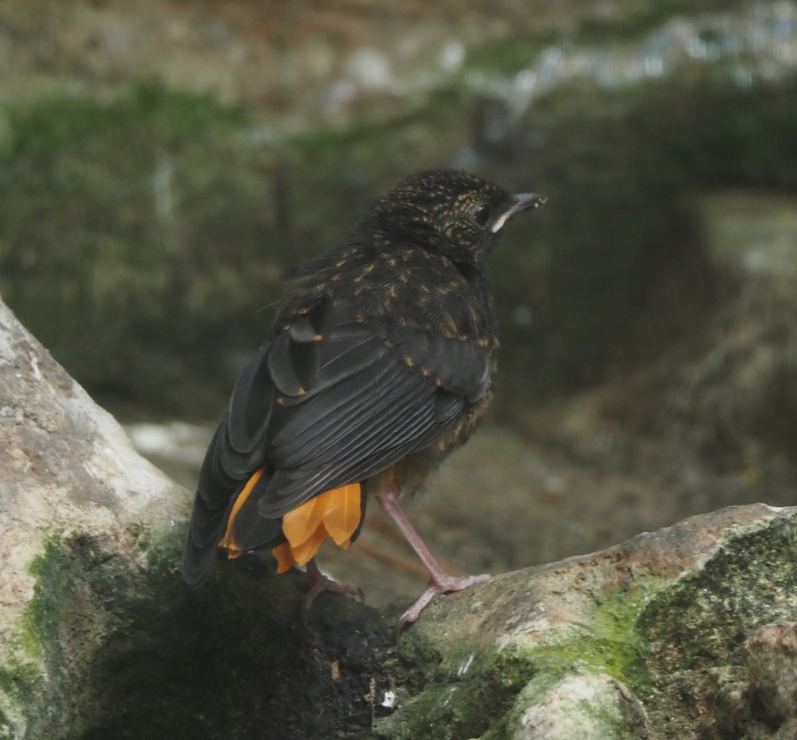 Juvenile Snowy-crowned robin-chat (Cossypha niveicapilla), 2025-07-21