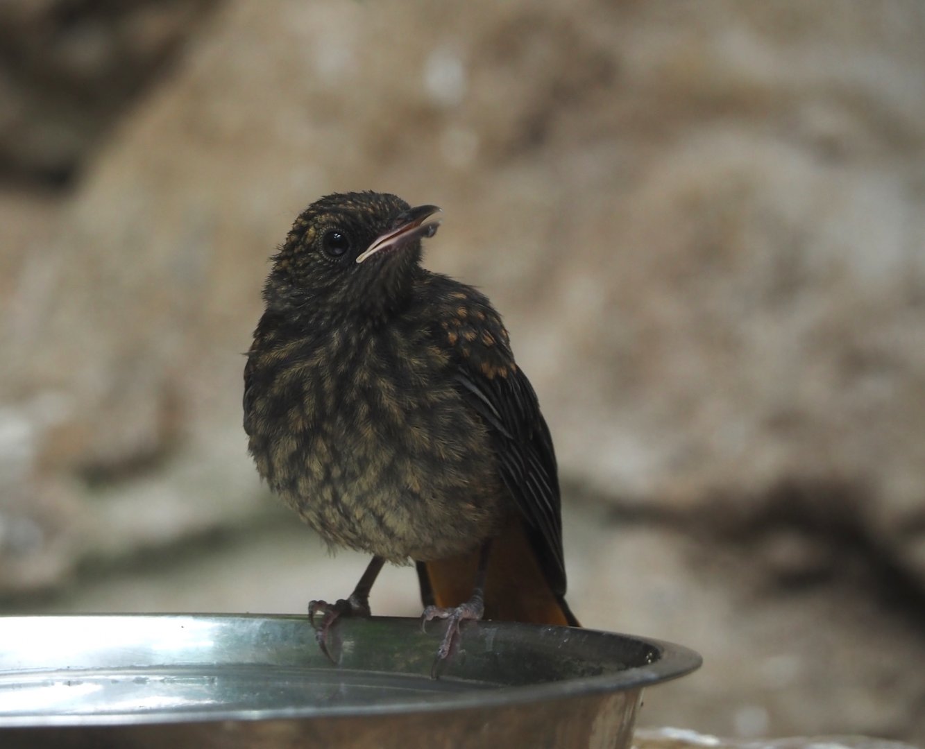 Juvenile Snowy-crowned robin-chat (Cossypha niveicapilla), 2025-07-21