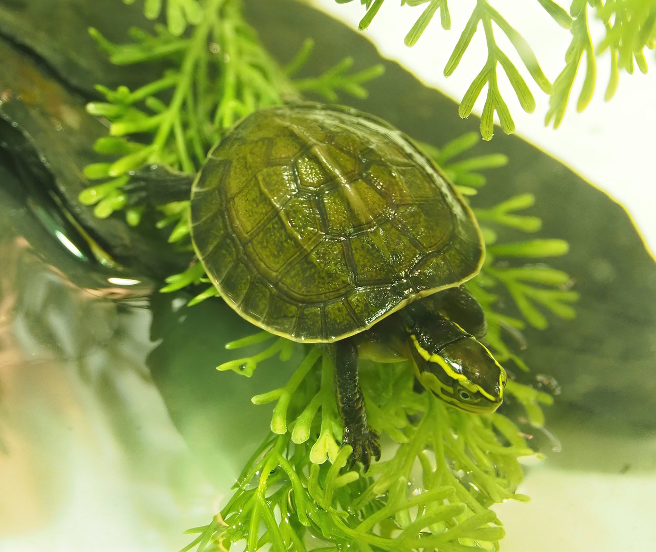 Juvenile South-east Asian box turtle (Cuora amboinensis), 2022-09-04