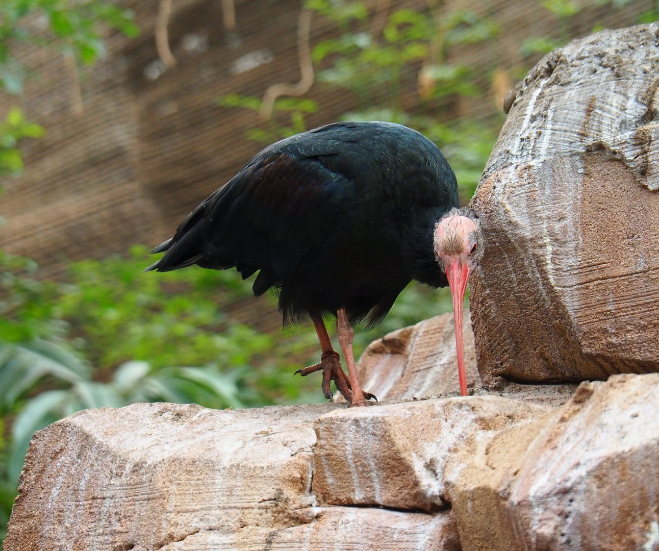 Juvenile Southern bald ibis (Geronticus calvus), 2019-10-05