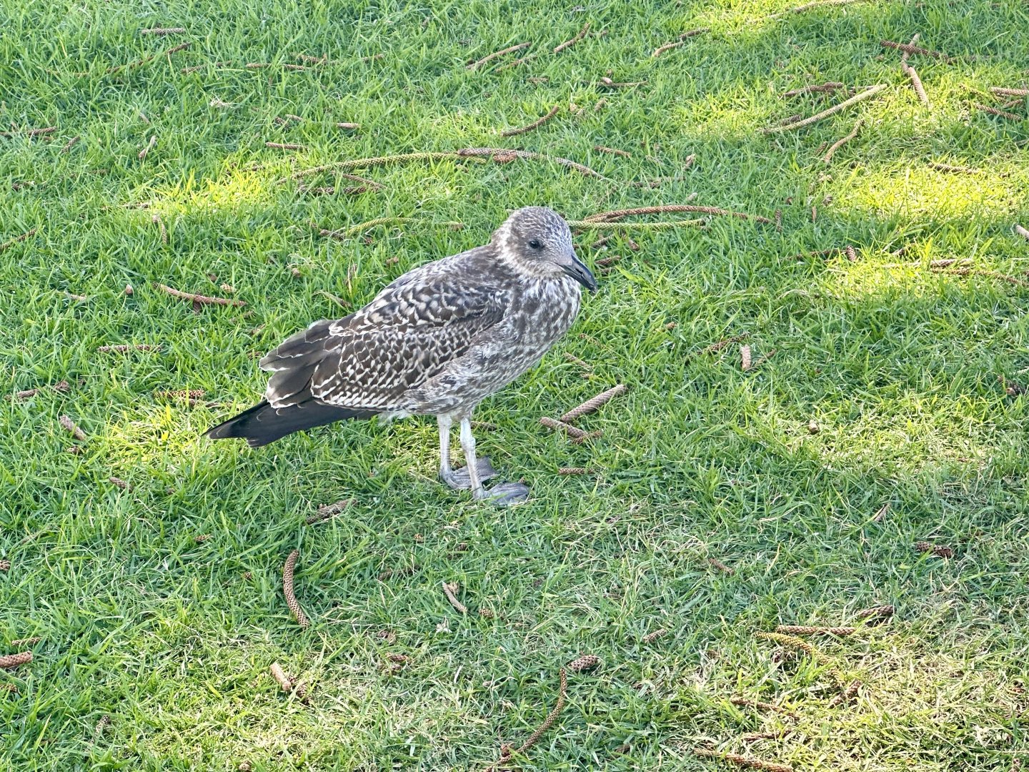 Juvenile Southern black-backed gull (Larus dominicanus)