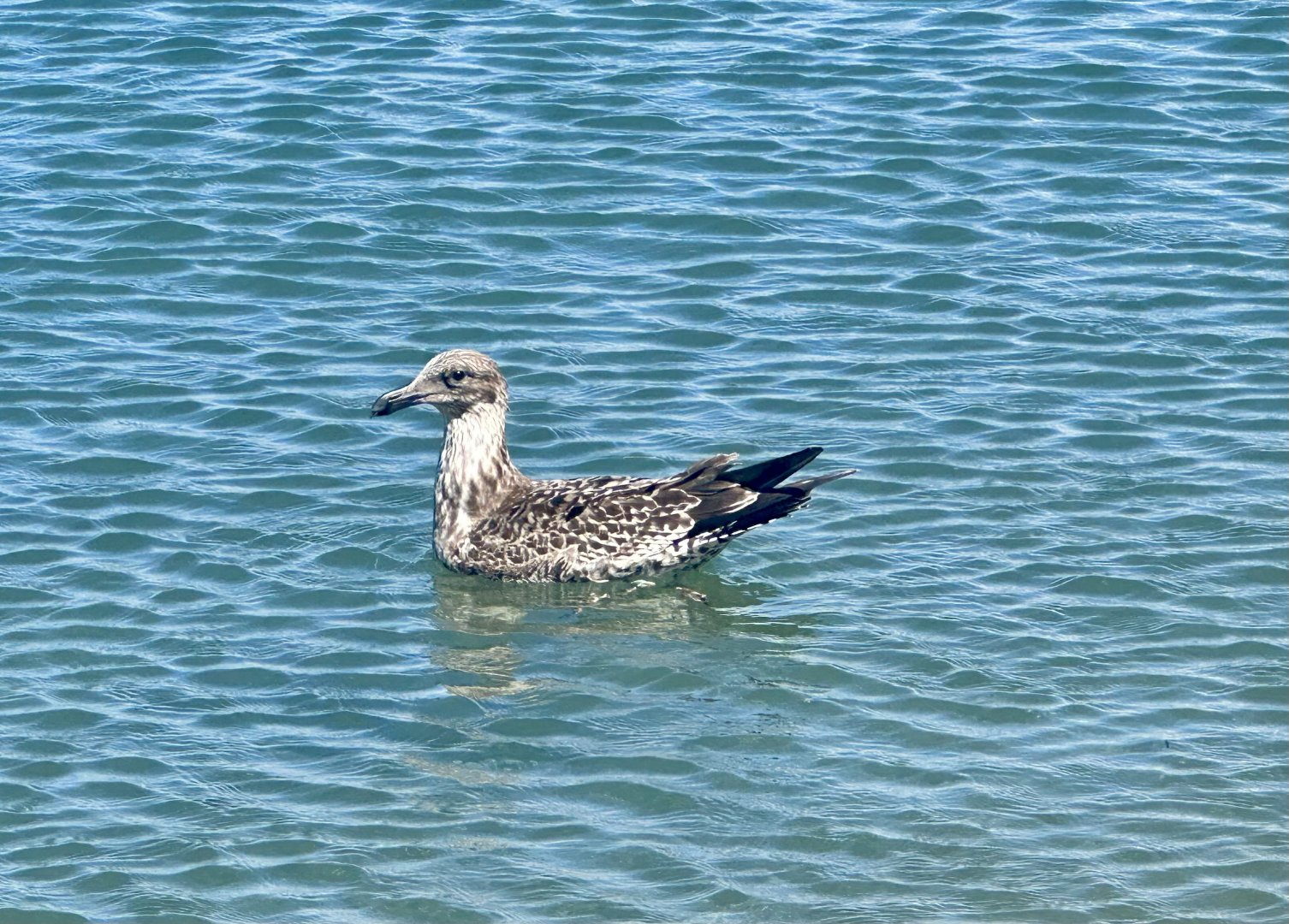Juvenile Southern black-backed gull (Larus dominicanus)