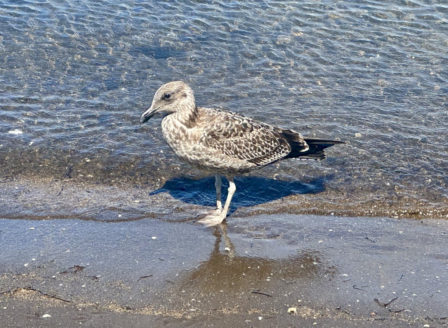 Juvenile Southern black-backed gull (Larus dominicanus)