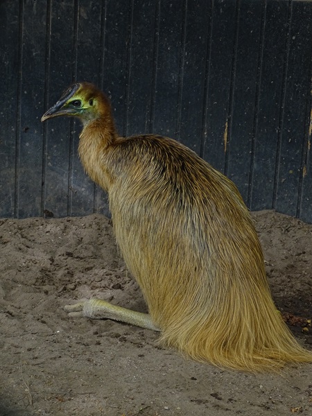 Juvenile Southern cassowary (Casuarius casuarius)