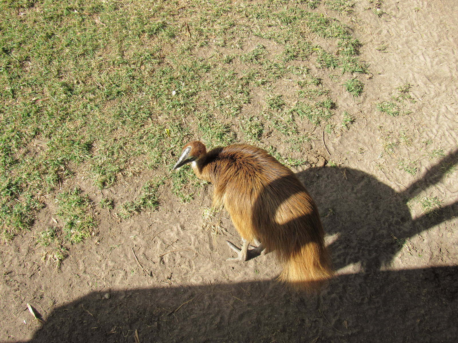 Juvenile Southern Cassowary