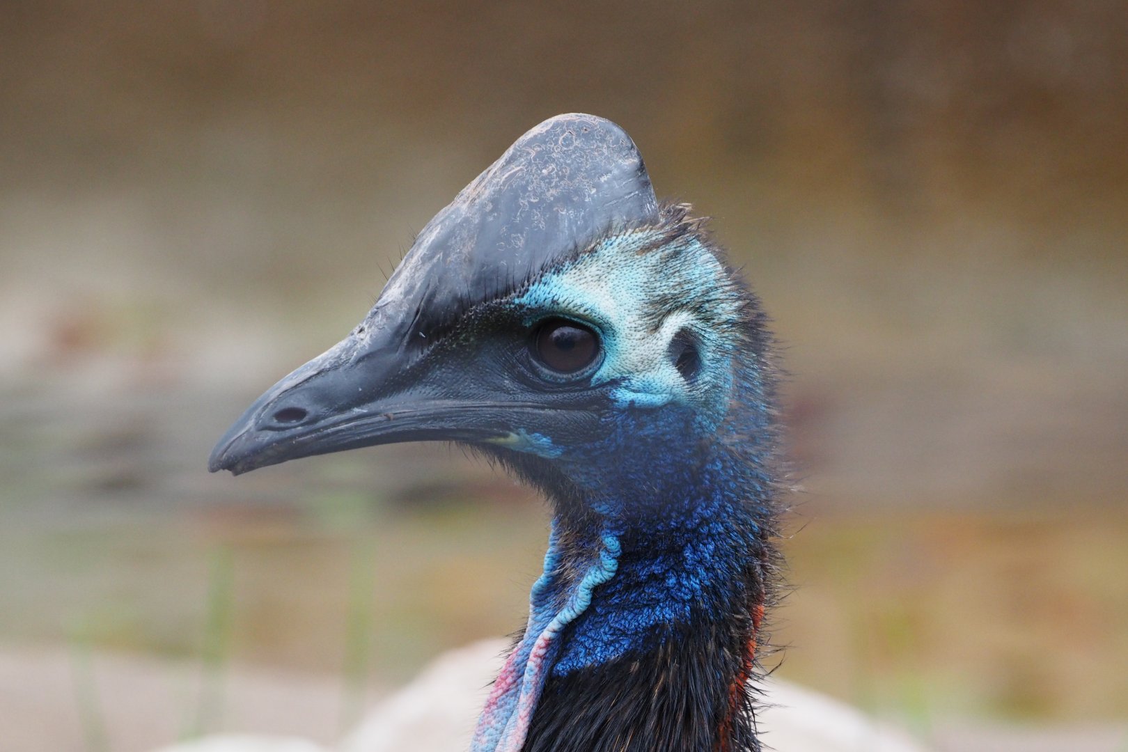 Juvenile southern cassowary
