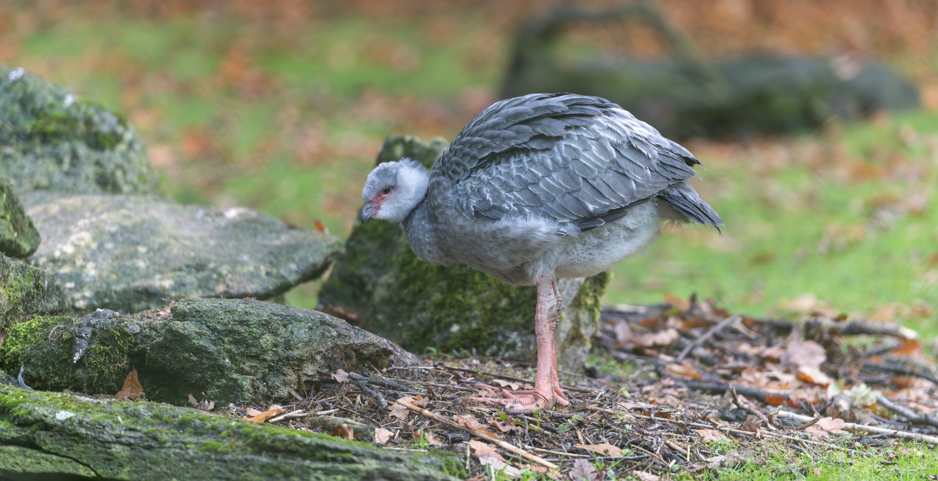 Juvenile Southern / Crested Screamer, CWP, UK