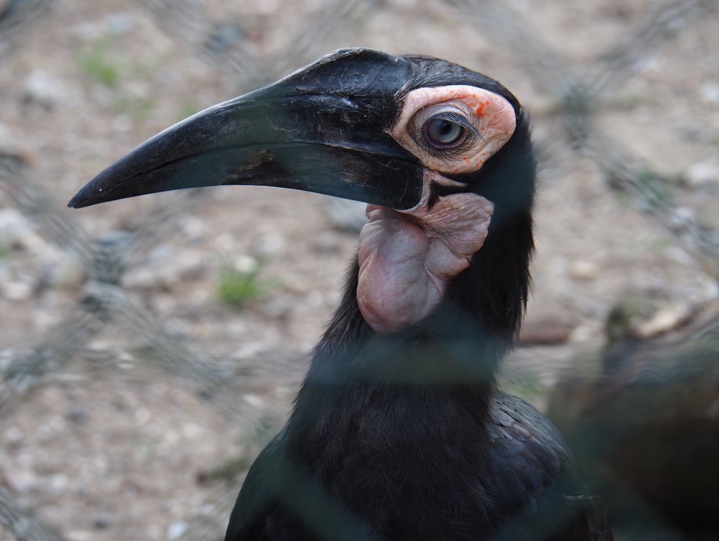 Juvenile Southern ground hornbill (Bucorvus leadbeateri), 2019-04-06