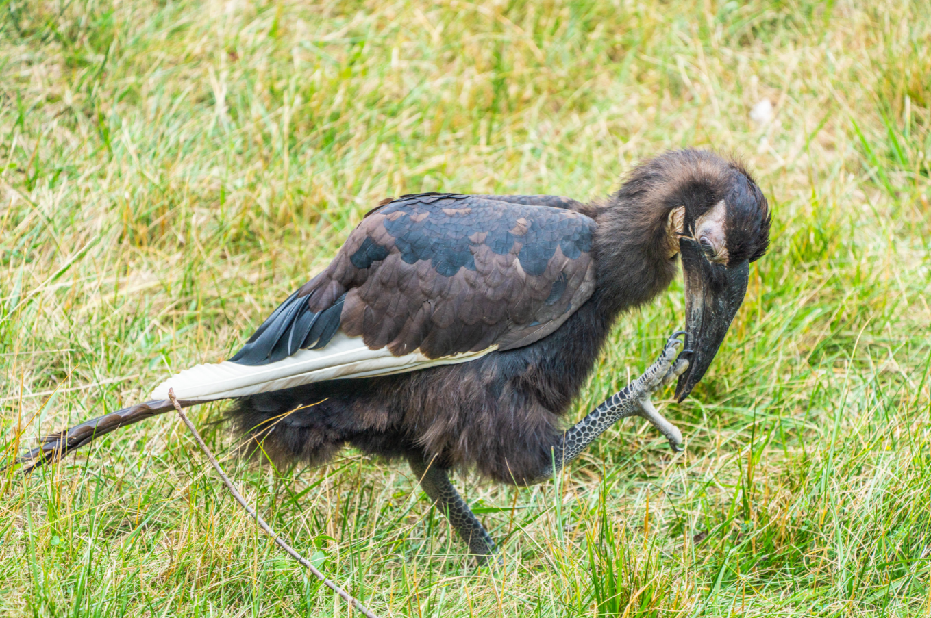 Juvenile Southern Ground Hornbill