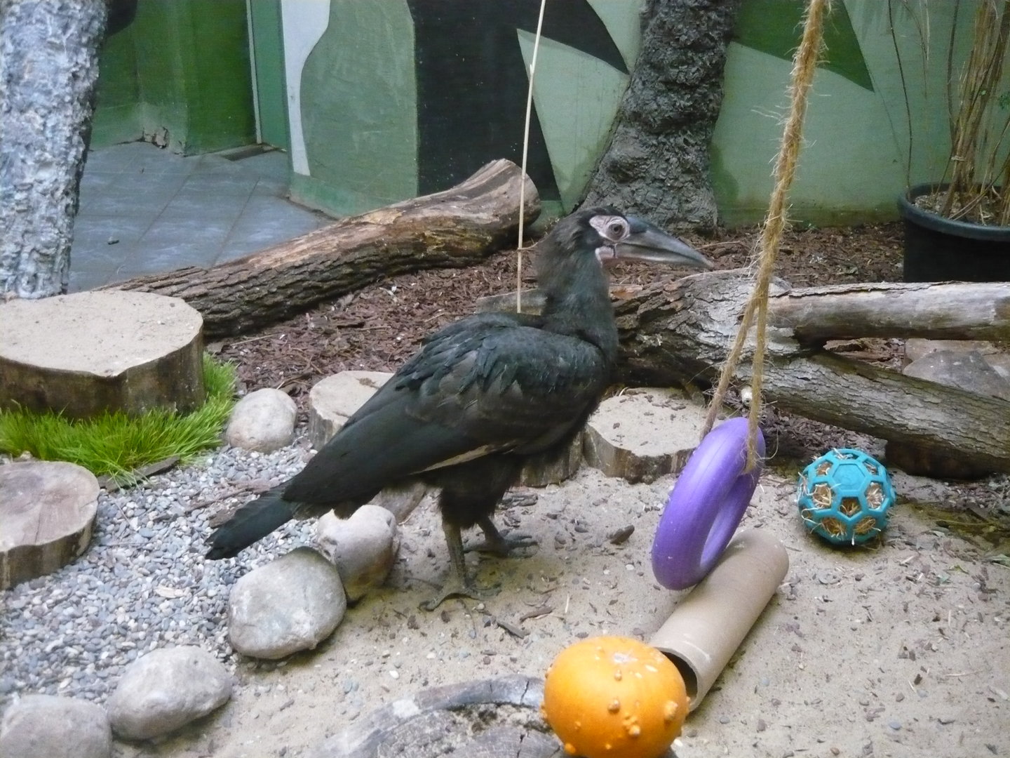 Juvenile southern ground hornbill