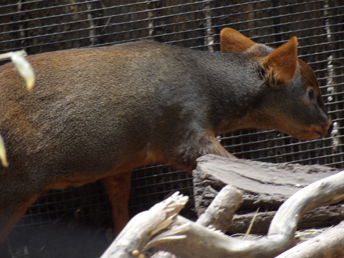 Juvenile Southern Pudu(Pudu puda)