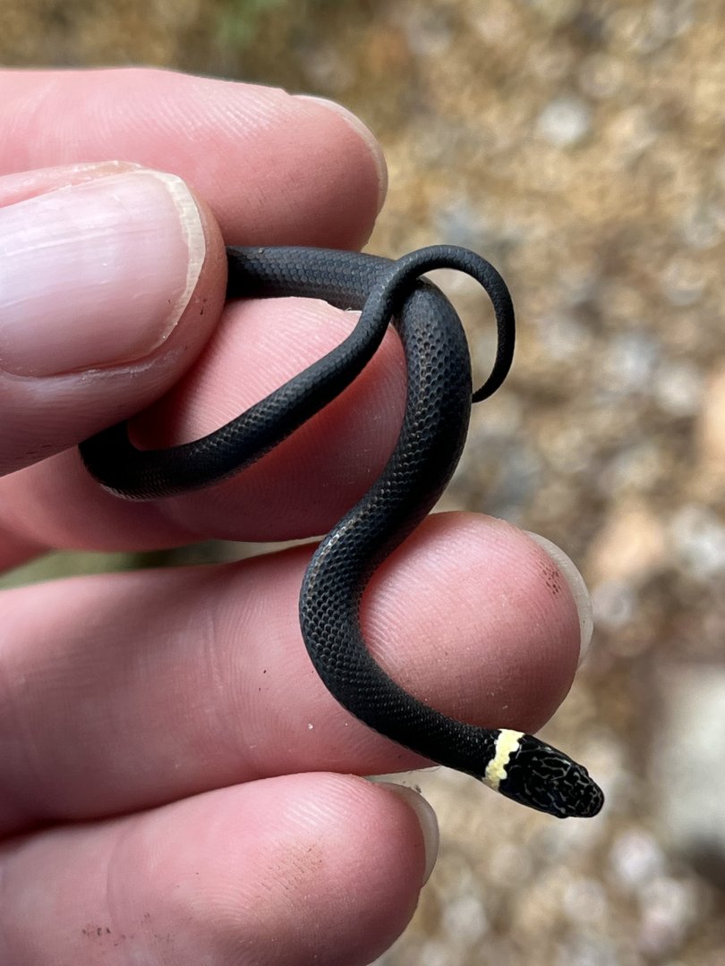 Juvenile Southern Ring-necked Snake