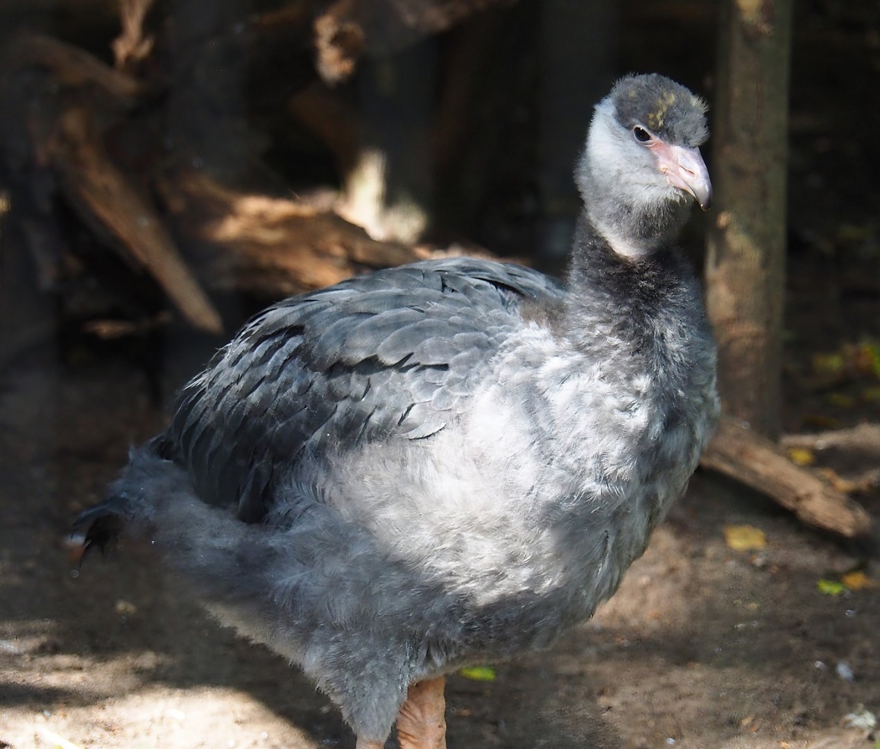 Juvenile Southern screamer (Chauna torquata), 2023-09-24
