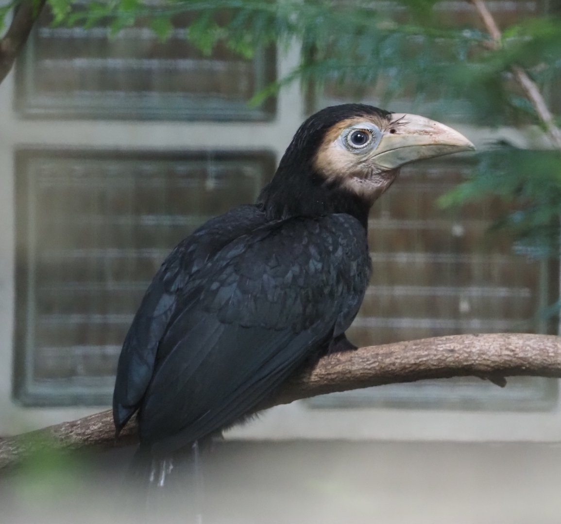 Juvenile Southern sulawesi tarictic hornbill (Rhabdotorrhinus exarhatus sanfordi), 2024-05-23