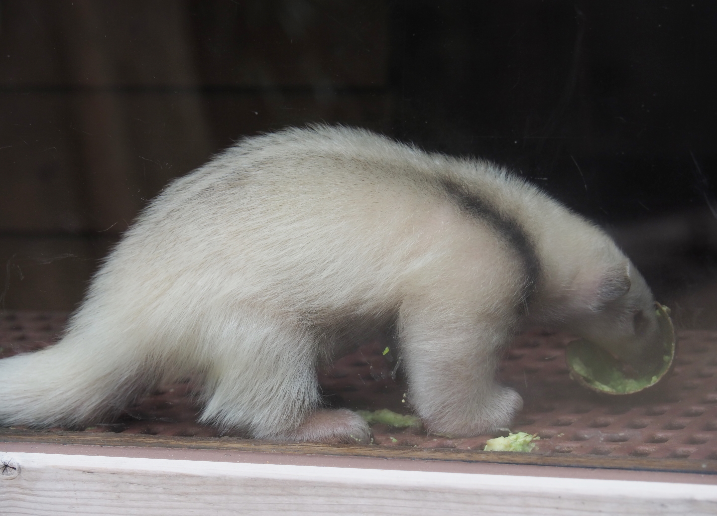 Juvenile Southern tamandua (Tamandua tetradactyla) eating avocado, 2019-05-25