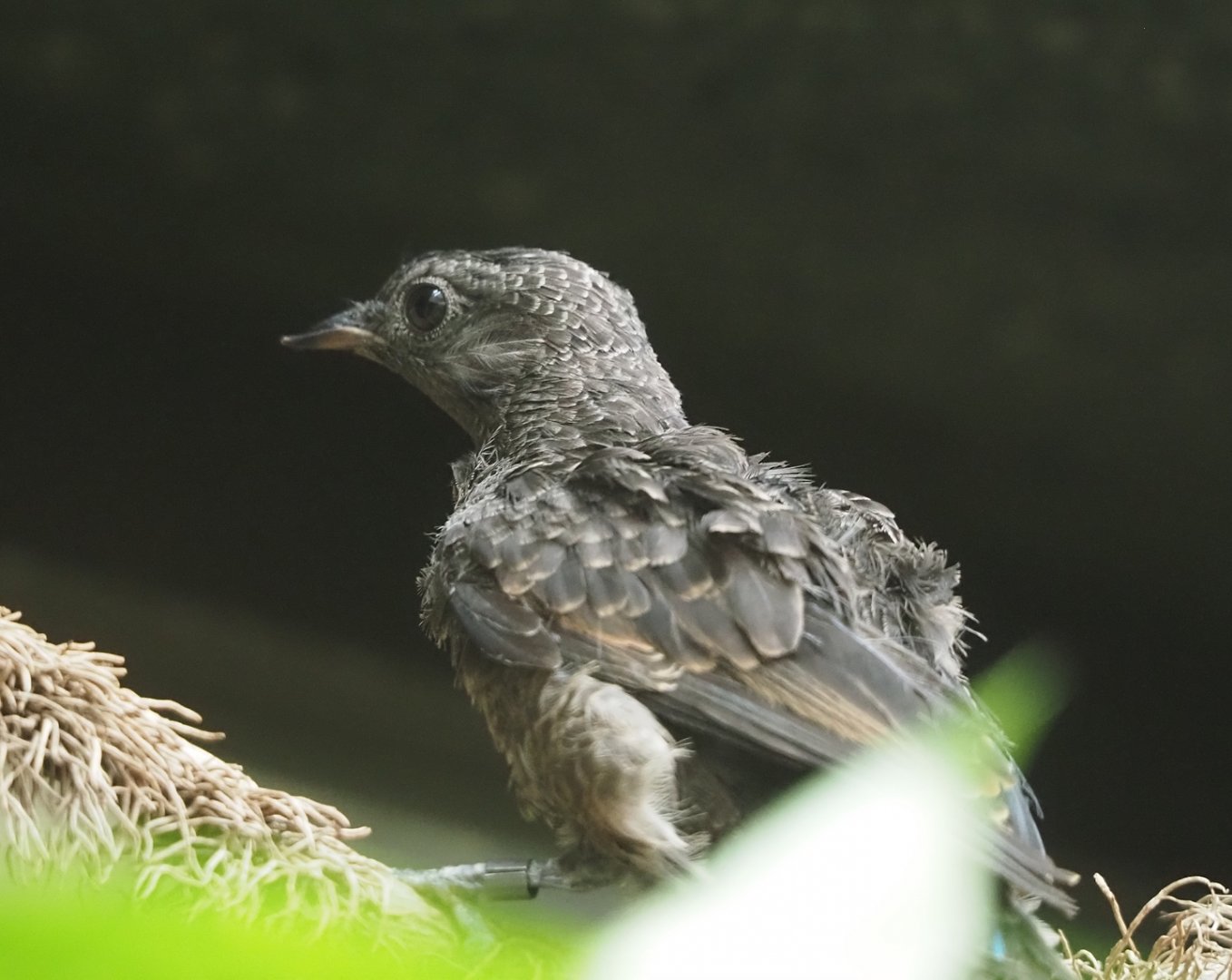 Juvenile Spangled cotinga (Cotinga cayana), 2025-05-14