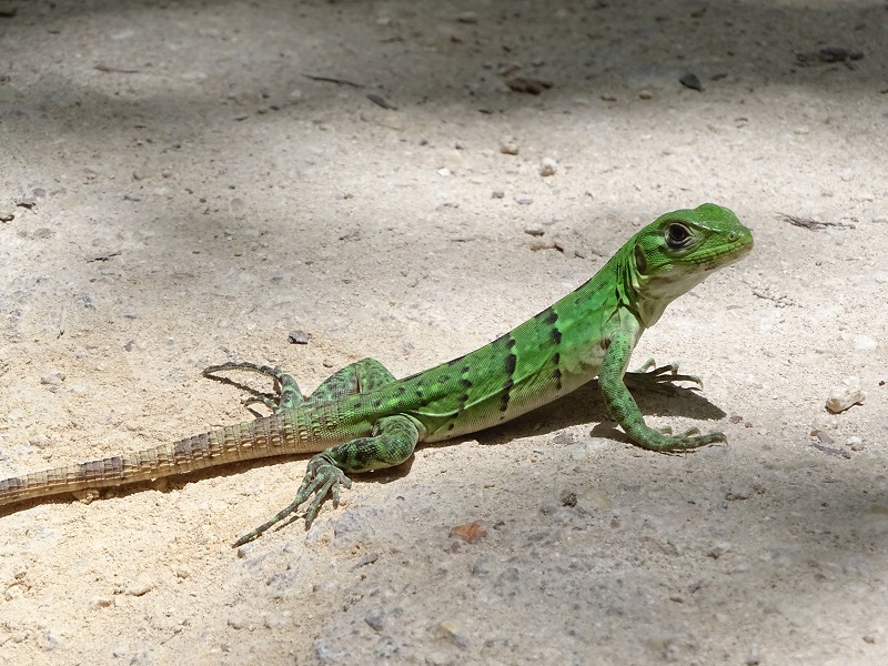 Juvenile spiny-tailed iguana (Ctenosaura similis)