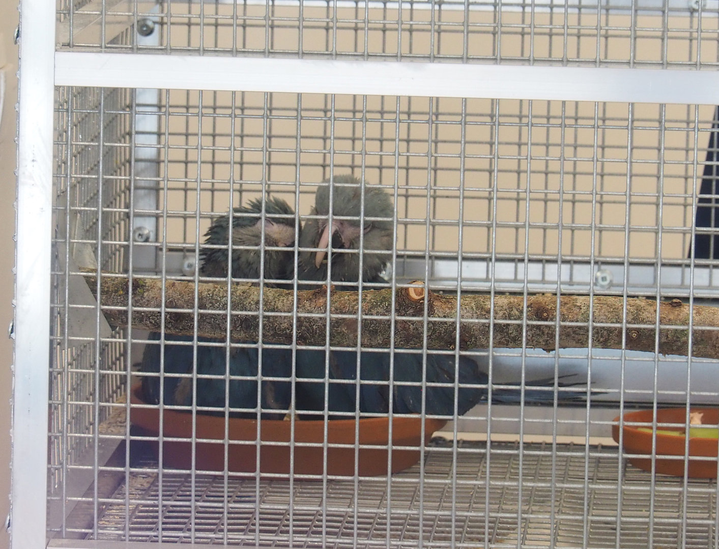 Juvenile Spix's macaws (Cyanopsitta spixii), 2022-09-15