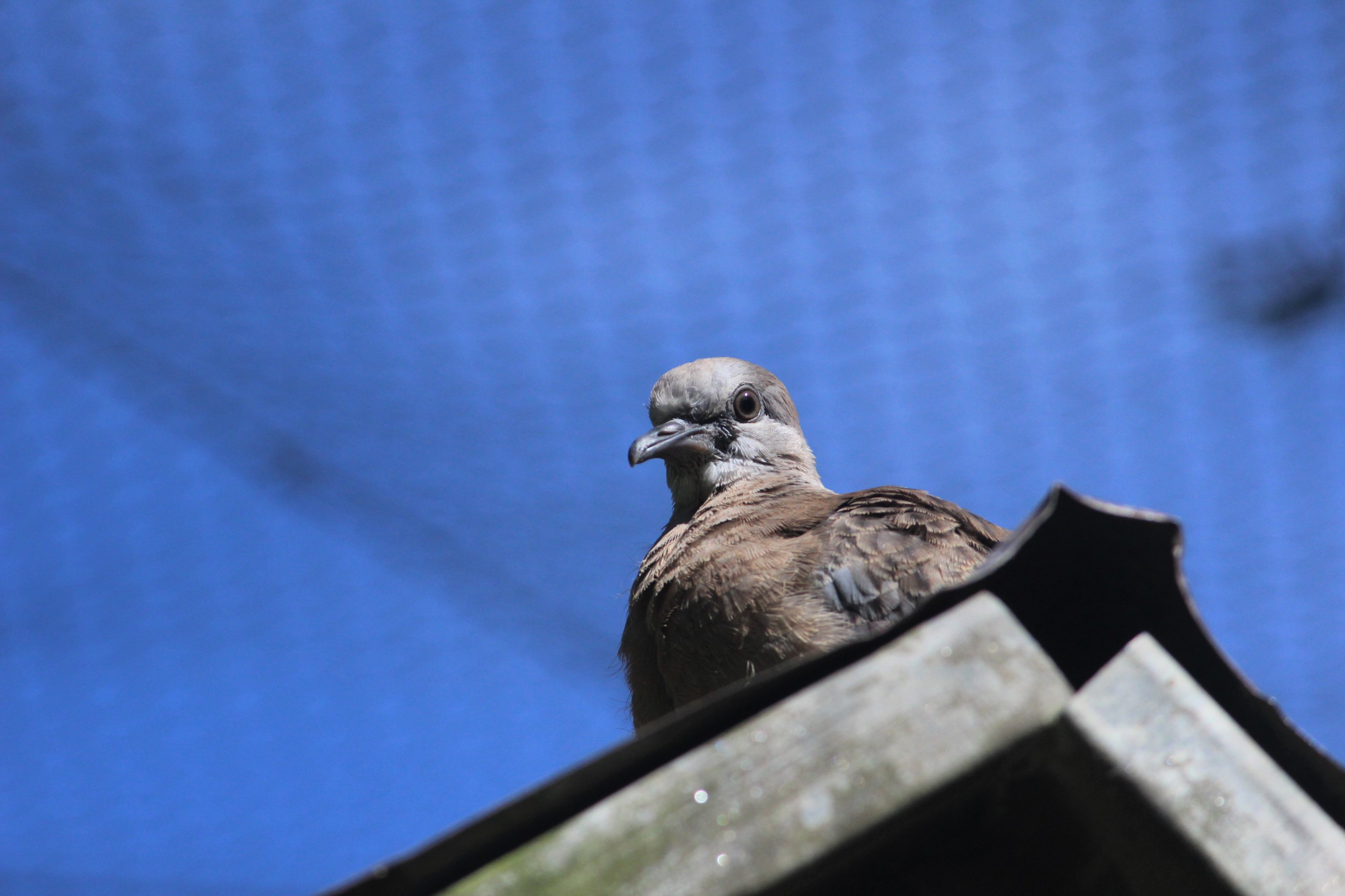 Juvenile Spotted Dove