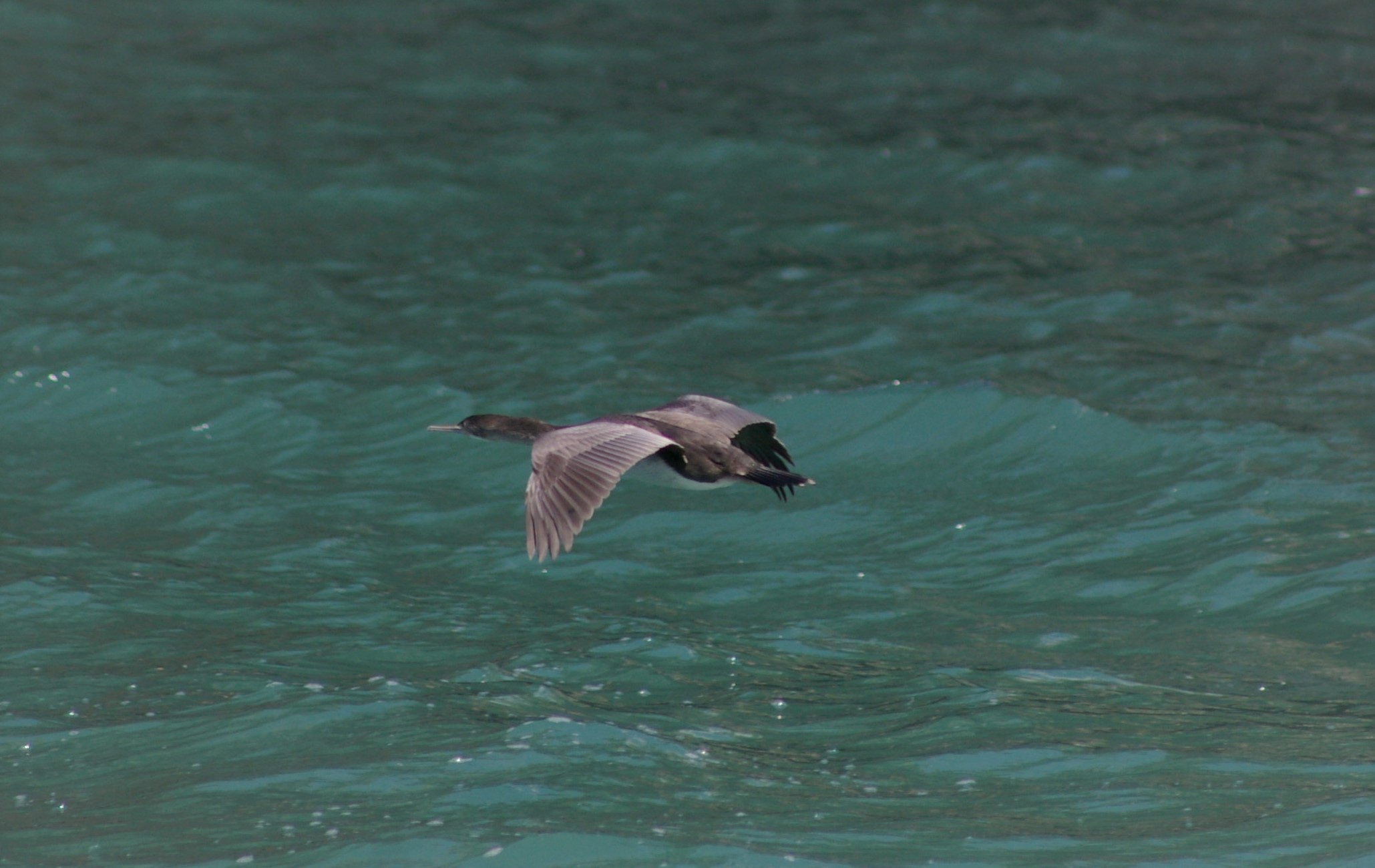 Juvenile Spotted Shag (Stictocarbo punctatus) in flight