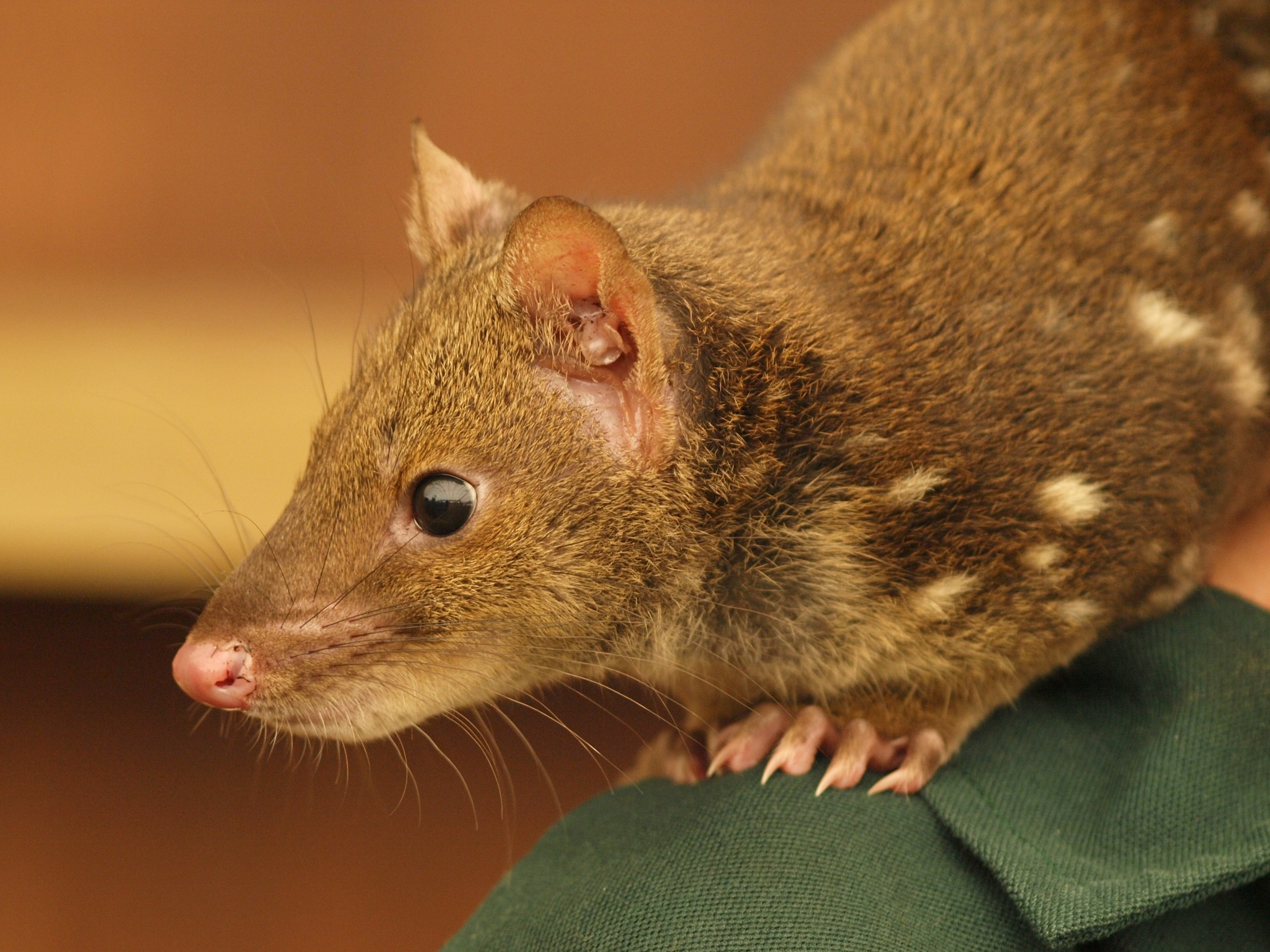 Juvenile Spotted-tailed quoll